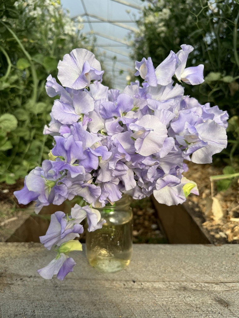 Alison Louise Sweet Pea Seeds