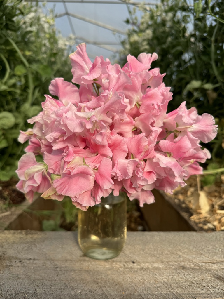 Mrs Bernard Jones Sweet Pea Seeds