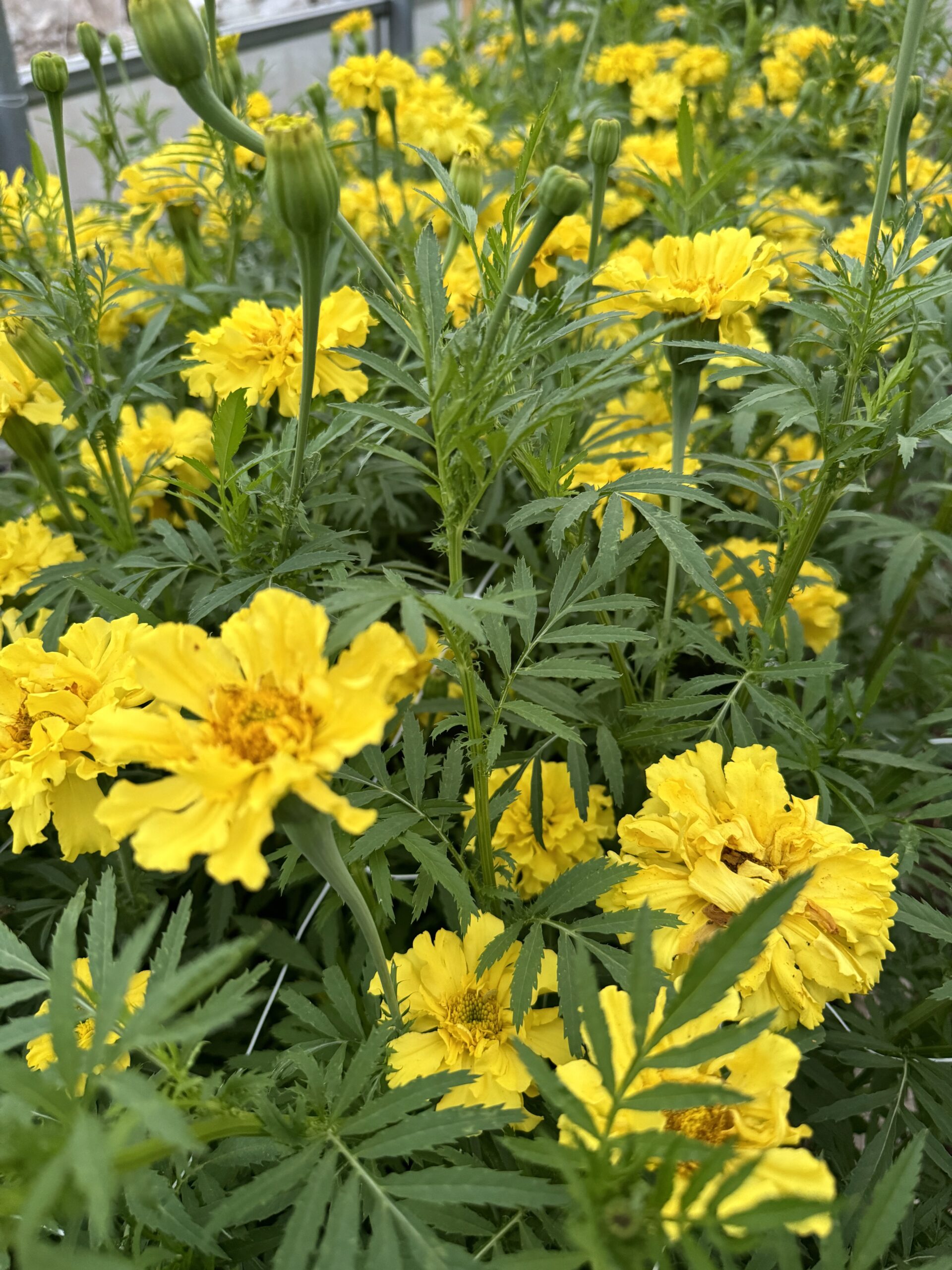 Marigold Afternoon Lemonade Seeds