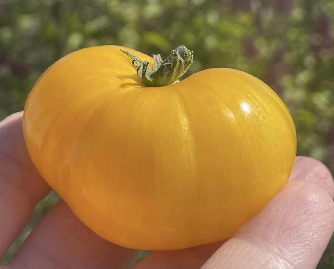 Wizard of Oz: Yellow Brick Road Dwarf Mini Beefsteak Tomato Seeds