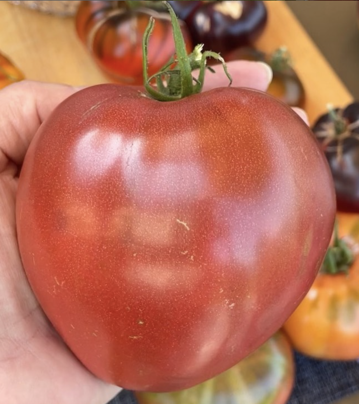 Oxheart: Chinook Indeterminate Tomato Seeds