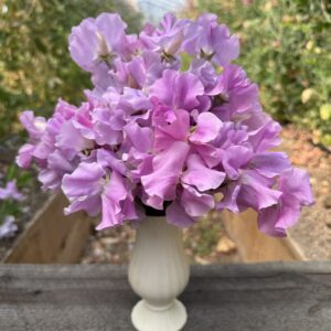 'Kings Coronation' Sweet Pea 25 Seeds