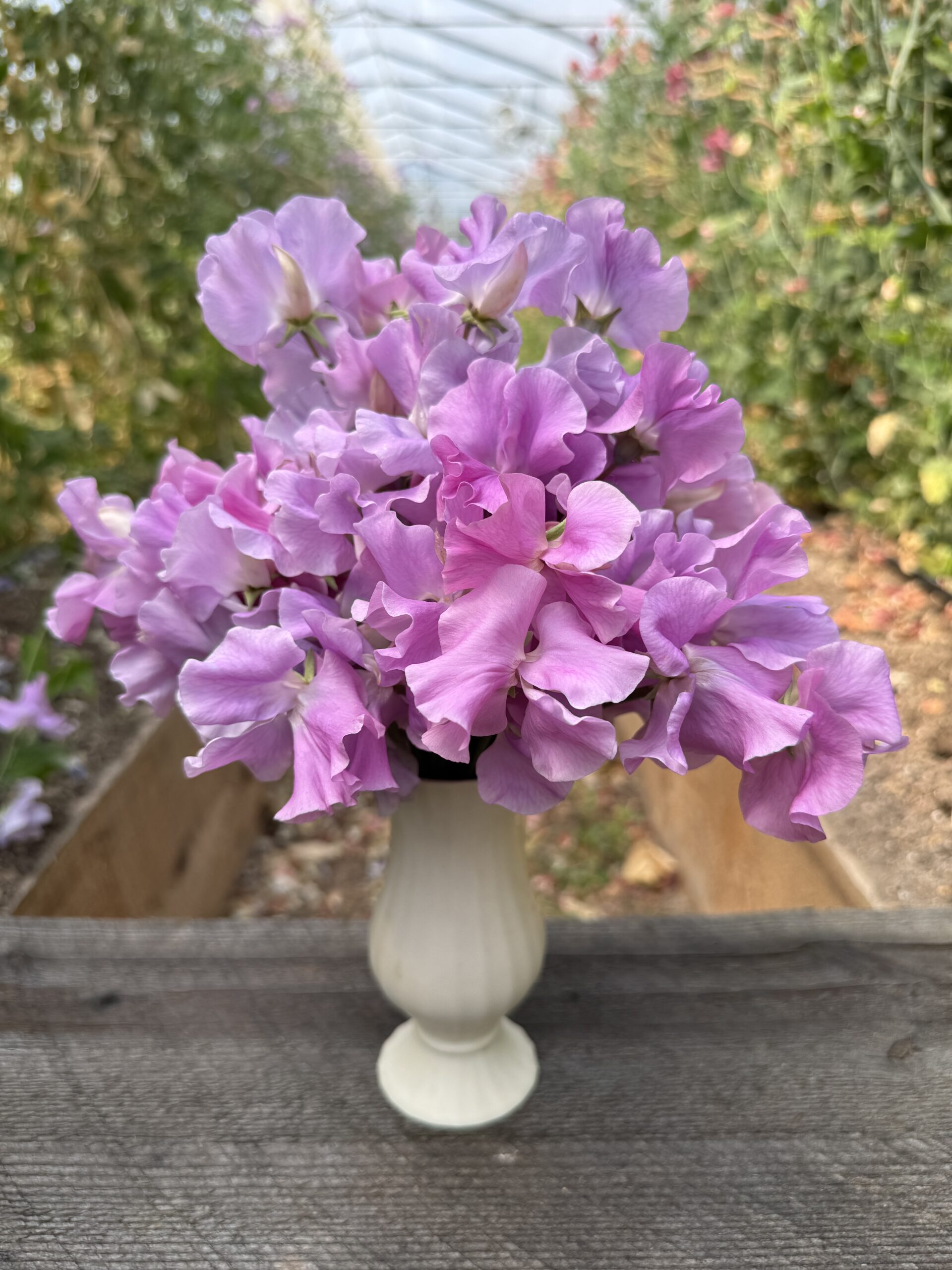 'Kings Coronation' Sweet Pea 25 Seeds