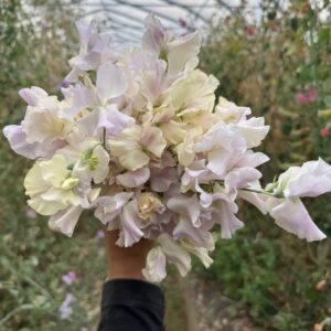 'Gerry Cullinan' Sweet Pea 50 Seeds