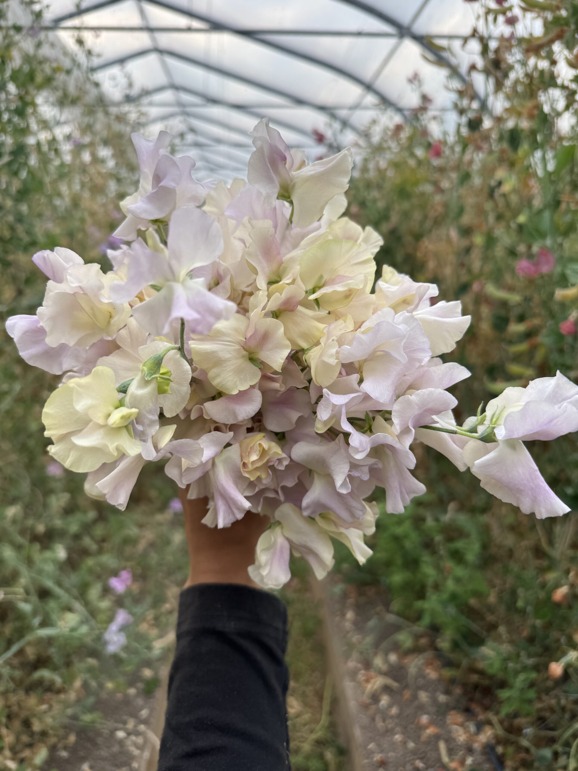 'Gerry Cullinan' Sweet Pea 50 Seeds